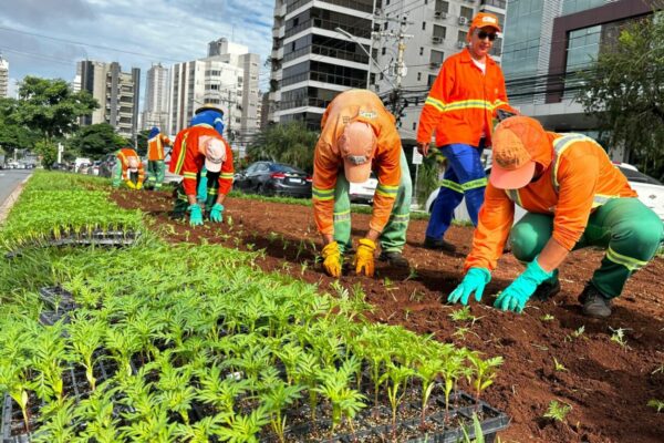 Prefeitura de Goiânia realiza plantio de 326 mil mudas de flores em 356 canteiros da cidade / Fotos: Saulo Herminio/Luciano Magalhaes/Comurg