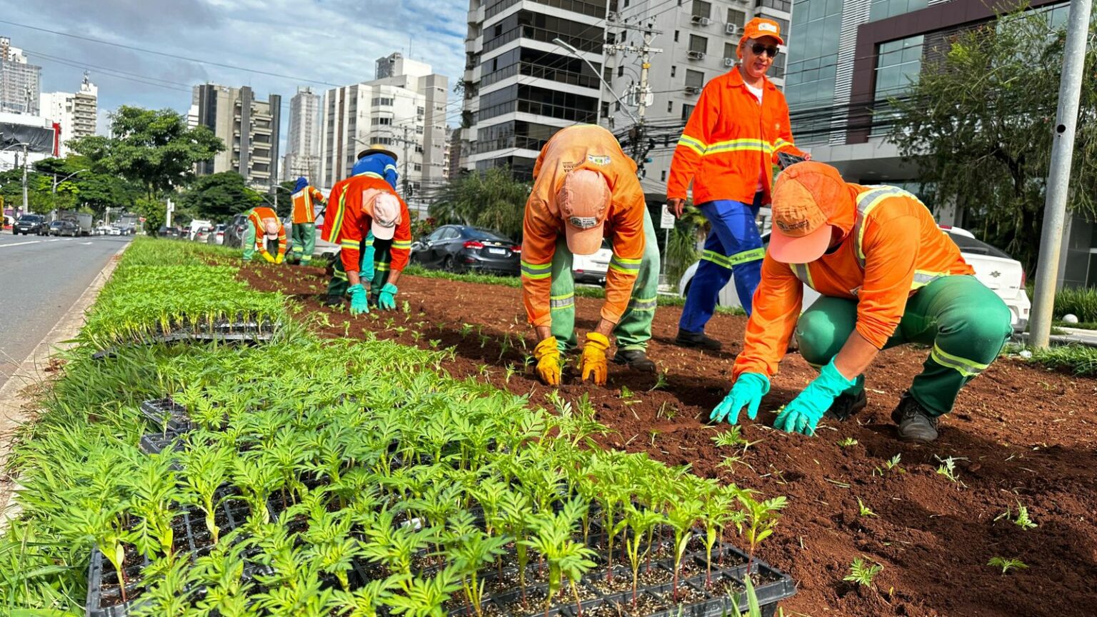 Prefeitura de Goiânia realiza plantio de 326 mil mudas de flores em 356 canteiros da cidade / Fotos: Saulo Herminio/Luciano Magalhaes/Comurg