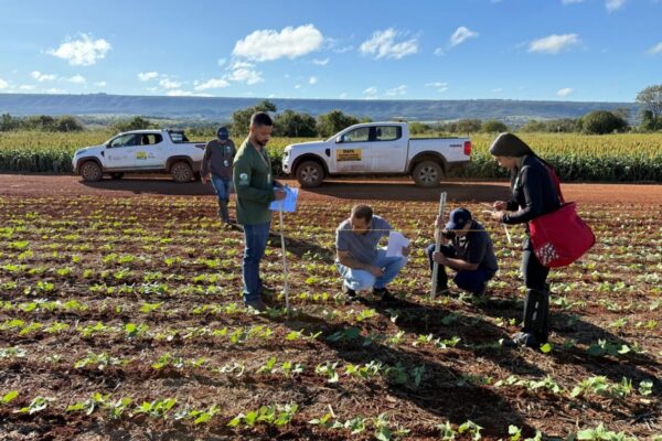 Agrodefesa monitora mosca-branca e viroses do feijoeiro