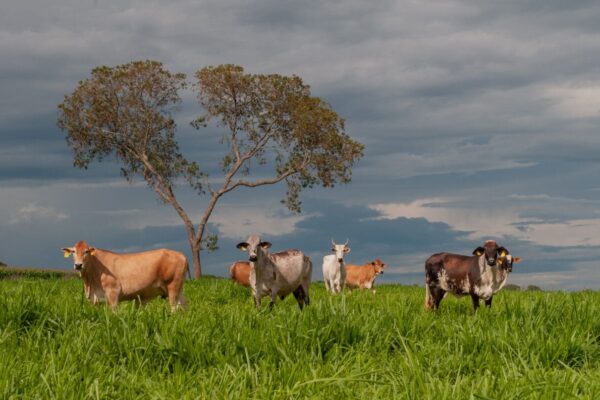 FCO Rural libera mais de R$ 192 milhões para 76 municípios