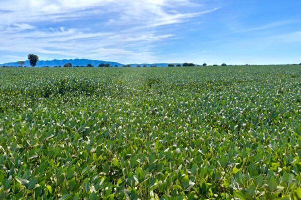 Produção de grãos em Goiás deve avançar 17% na safra 2024/2025
