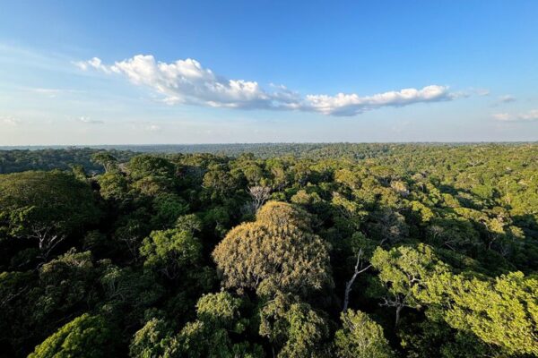 Governo do Brasil prorroga até 7 de outubro consulta pública sobre sustentabilidade do jornalismo ambiental e na Amazônia